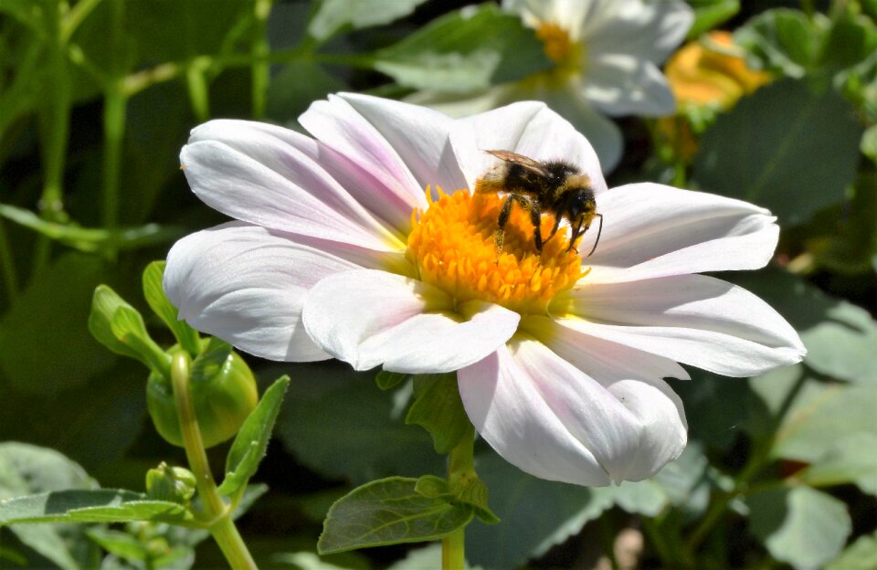 Insect flower pollination