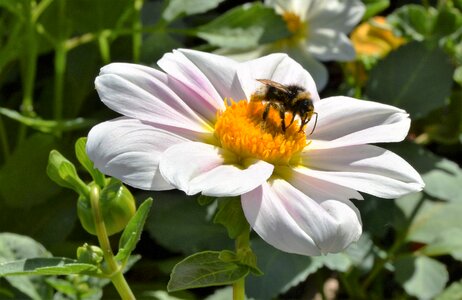 Insect flower pollination photo