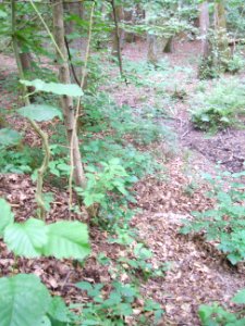 Schiefertalbach unter 90°-Kurve