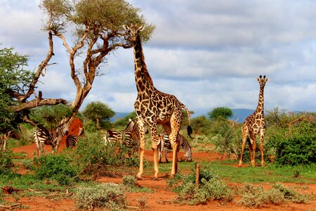 Giraffe africa zebra