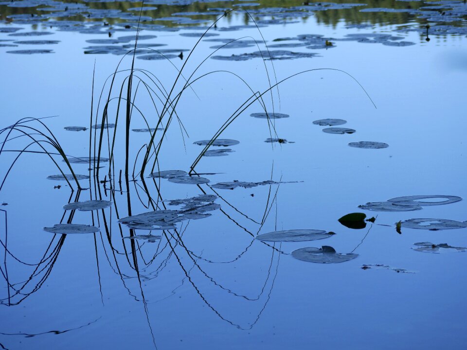 Lillypads water calm