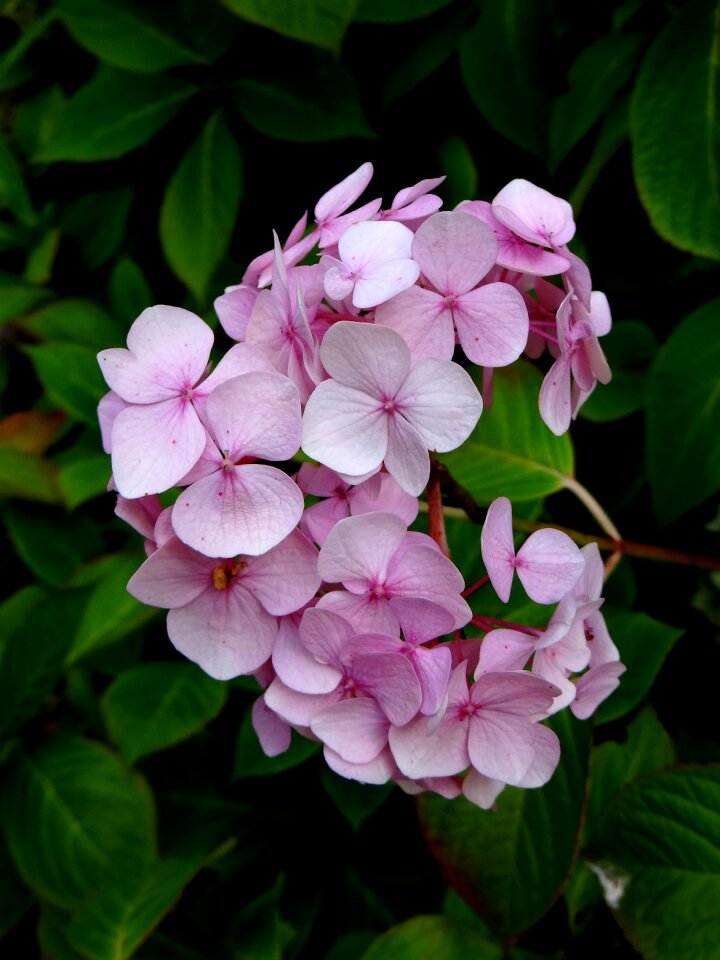 Pink blossom botanical