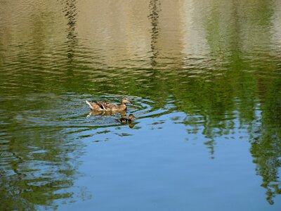 Water pond swim photo