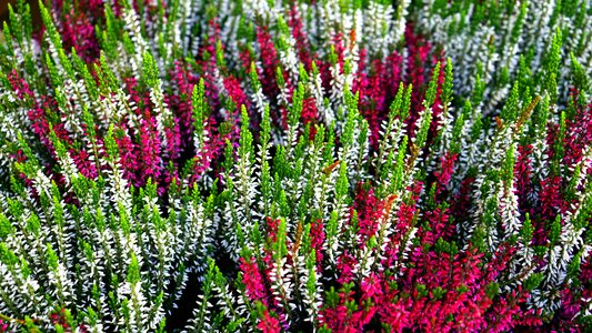 Nature spring gardening