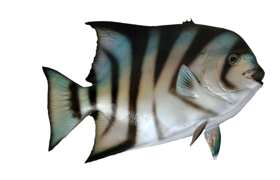Taxidermy fishing wildlife