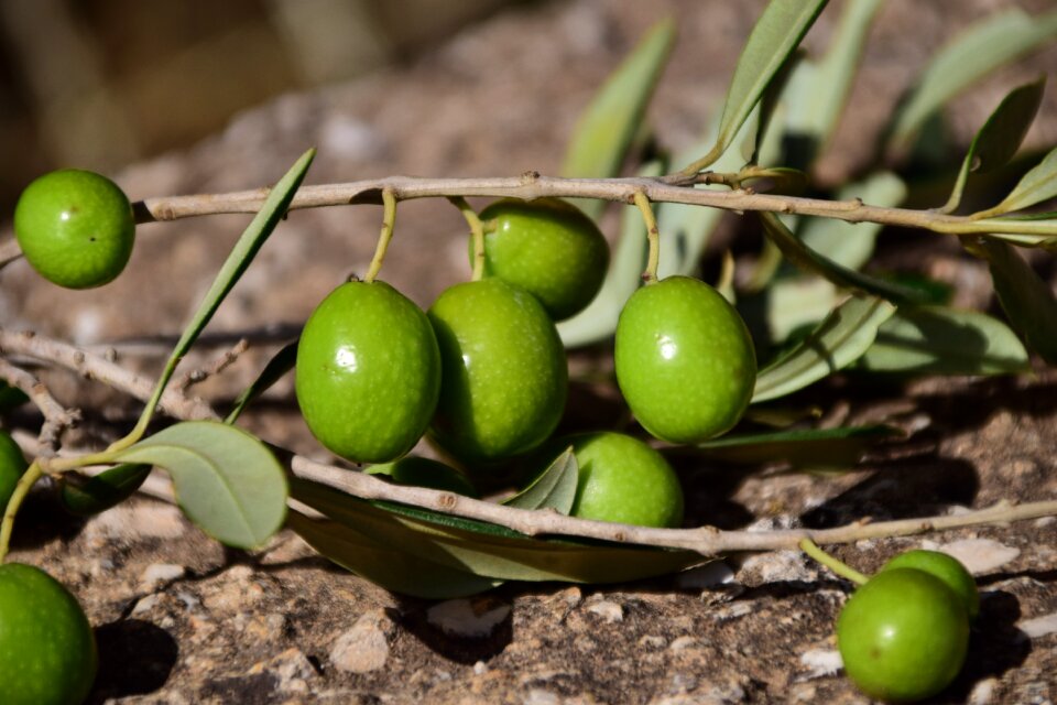 Mediterranean nature drupes