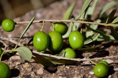Mediterranean nature drupes