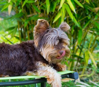 Domestic animal small dog animals