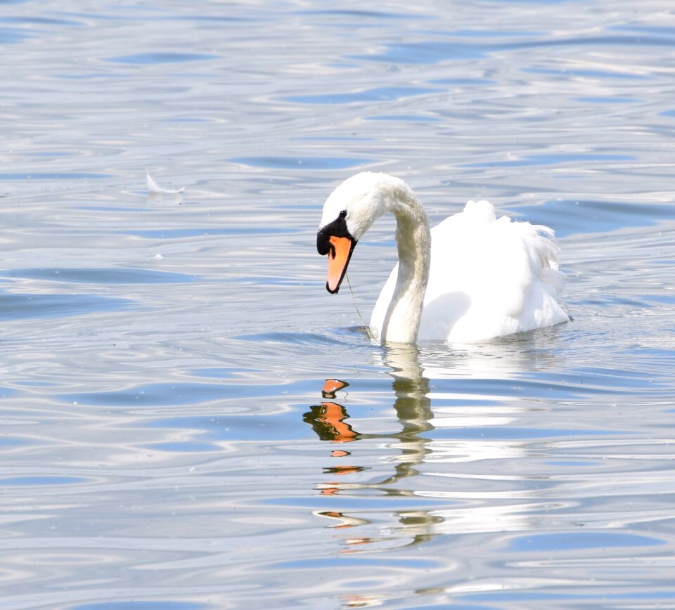 Nature wildlife elegant