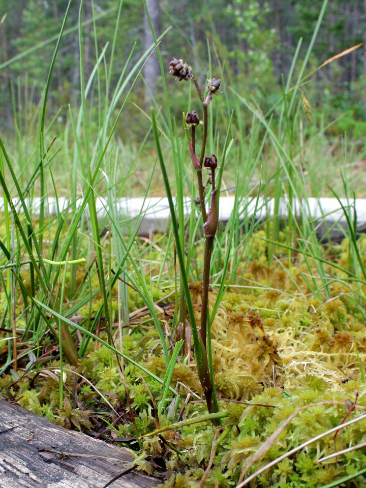 Scheuchzeria palustris Oulu, Finland 18.06.2013