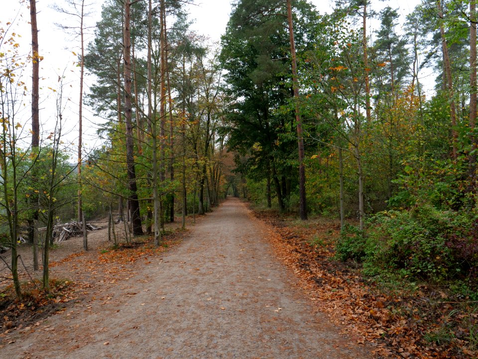 Schildhornweg Grunewald 2019-10-24 01