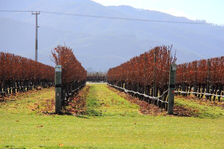 Zealand wine marlborough