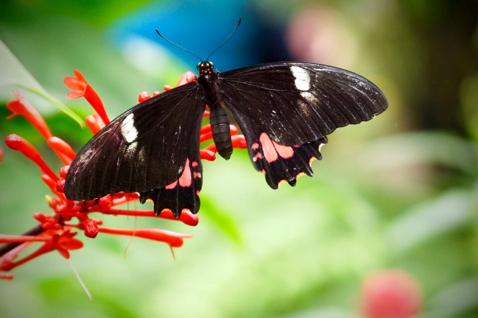 Tropical animal wing photo