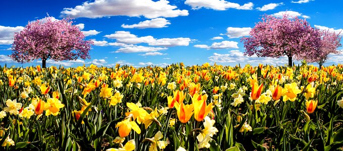 Spring tulips flowers photo