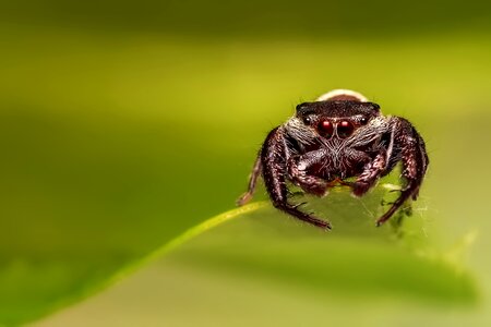 Insect macro jumper