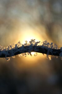 Frozen eiskristalle trees