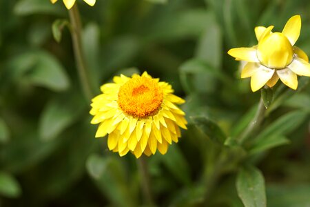 Garden yellow flowers flower