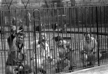 Schilders in Artis in een kooi aan het schilderen, Bestanddeelnr 911-1275