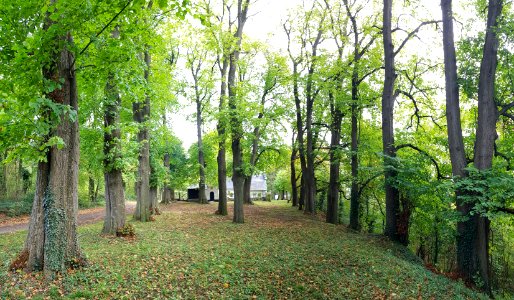 Schin op Geul-bomenkathedraal Kluis (5)
