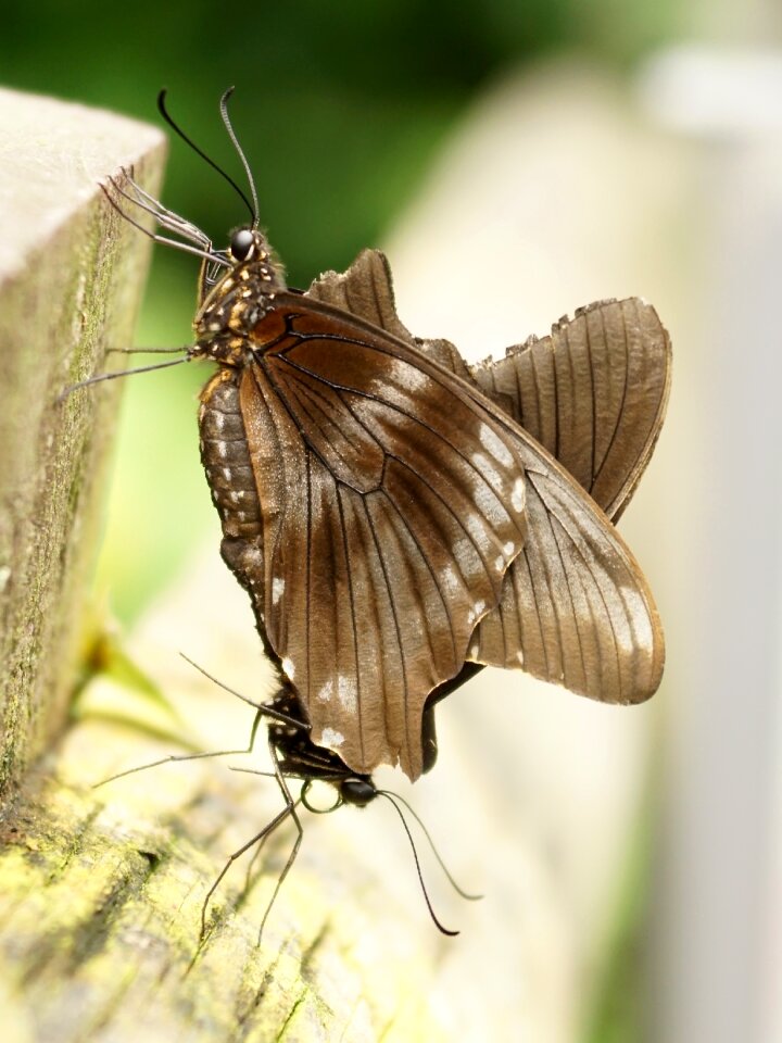 Tropical animal wing