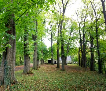 Schin op Geul-bomenkathedraal Kluis (4)