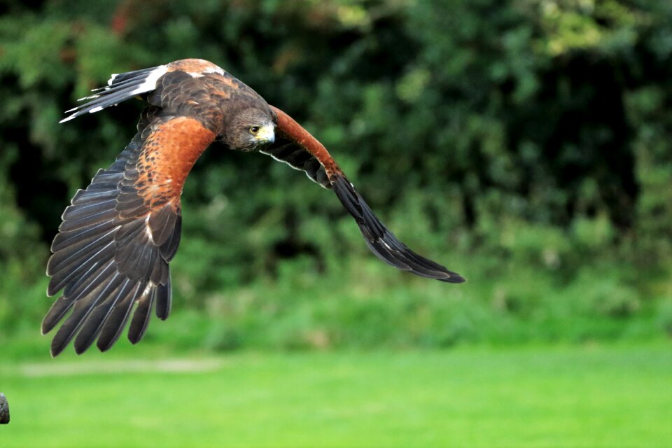 Bird predator animal