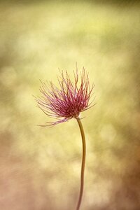 Plant spring flower nature