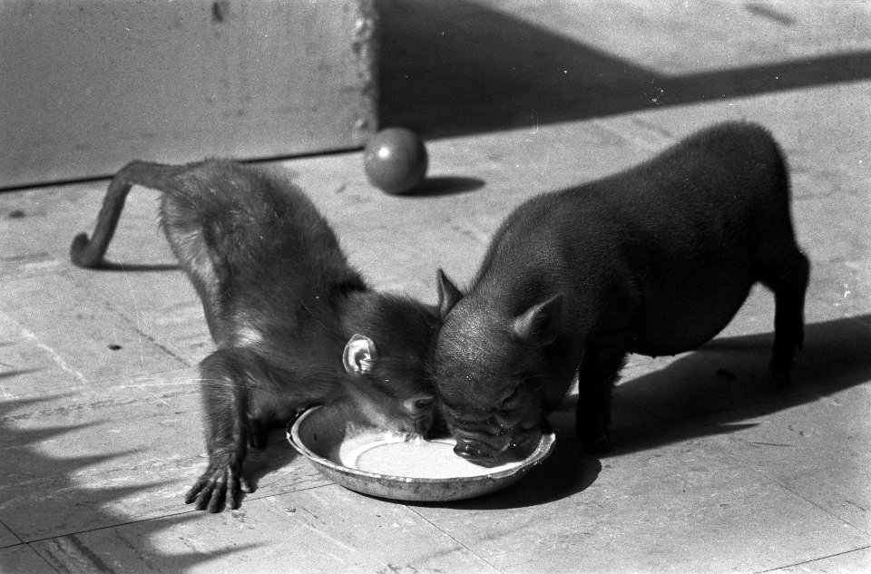 Schilders in Artis in een kooi aan het schilderen, hangbuikzwijntje met aapje, Bestanddeelnr 911-1276