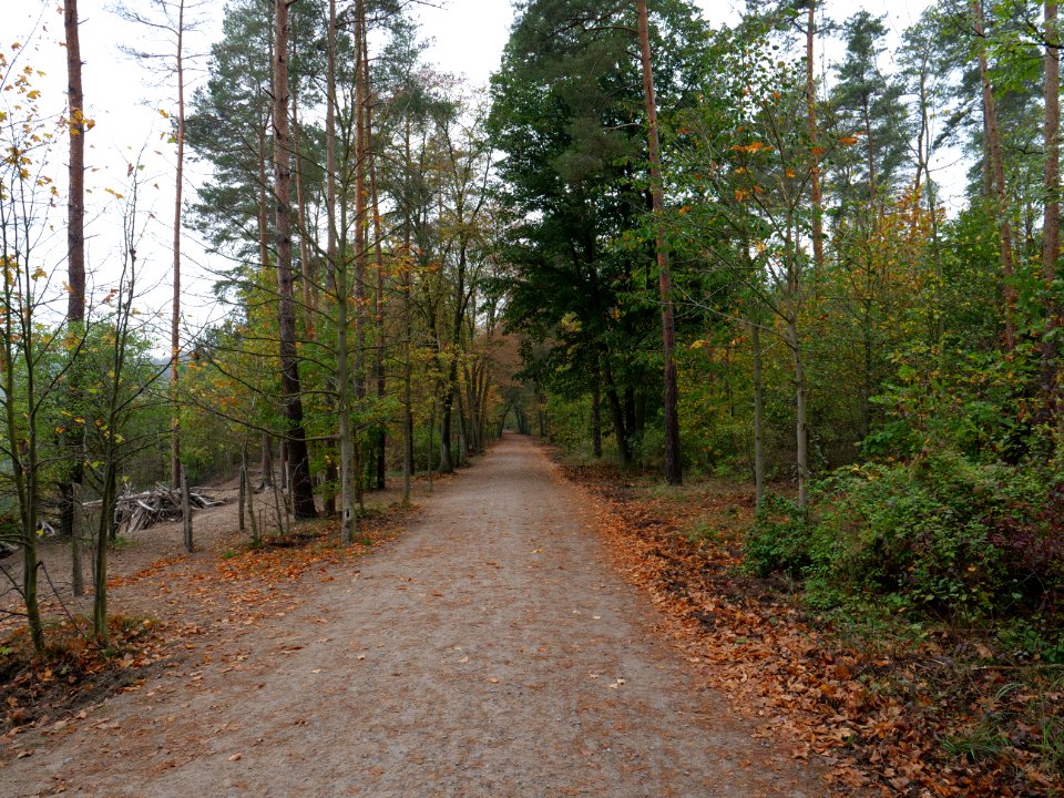 Schildhornweg Grunewald 2019-10-24 02