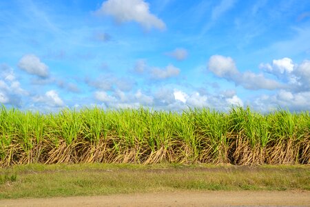 Cultures agriculture arable
