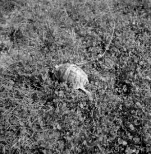 Schildpad aan lijntje in het gras, Bestanddeelnr 254-5106