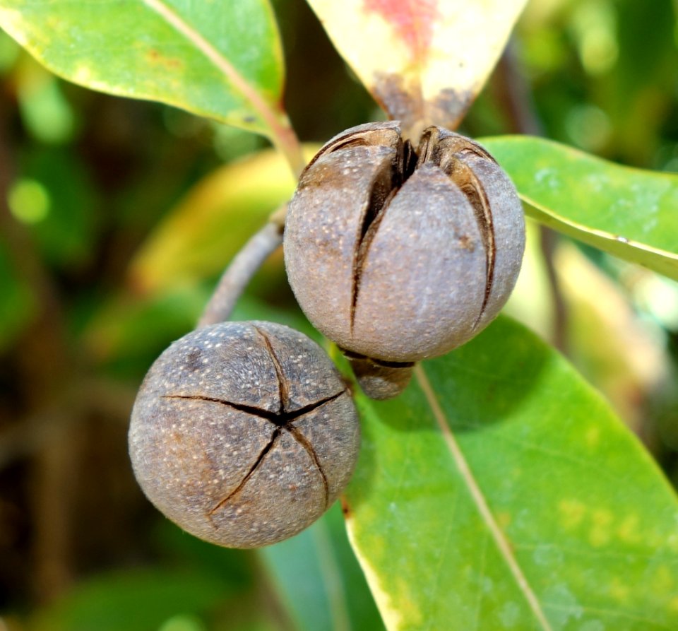 Schima argentea - Quarryhill Botanical Garden - DSC03751