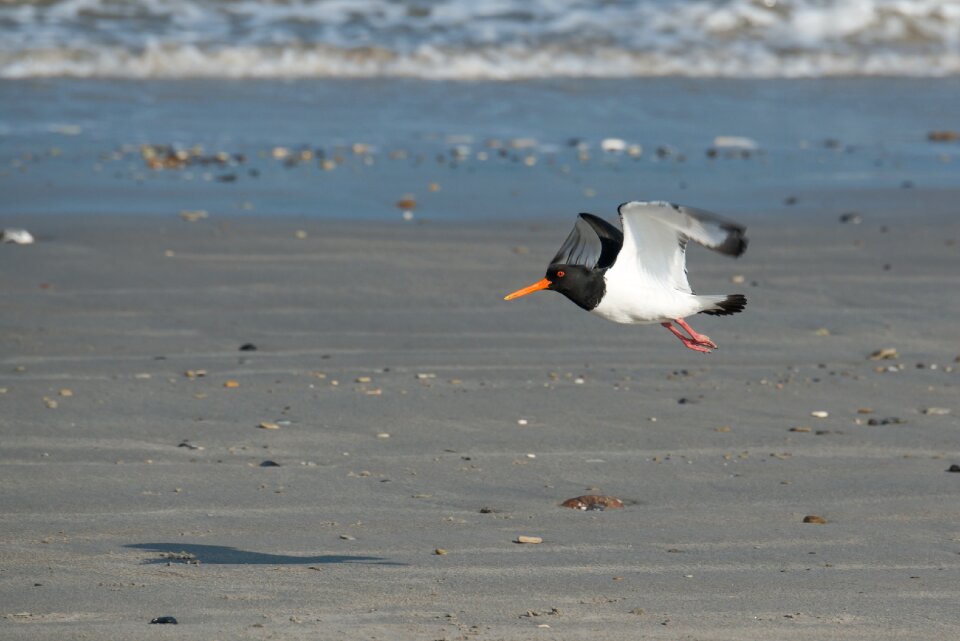Water bird sea red beak