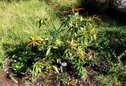 Schima superba - San Francisco Botanical Garden - DSC09821
