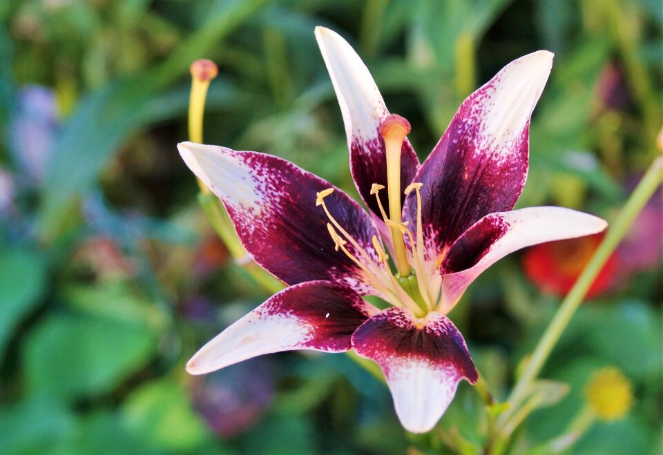 Blossom bloom plant