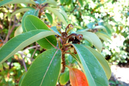Schima argentea - Quarryhill Botanical Garden - DSC03749