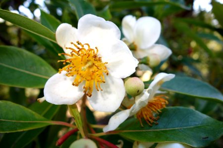 Schima wallichii - San Francisco Botanical Garden - DSC09820