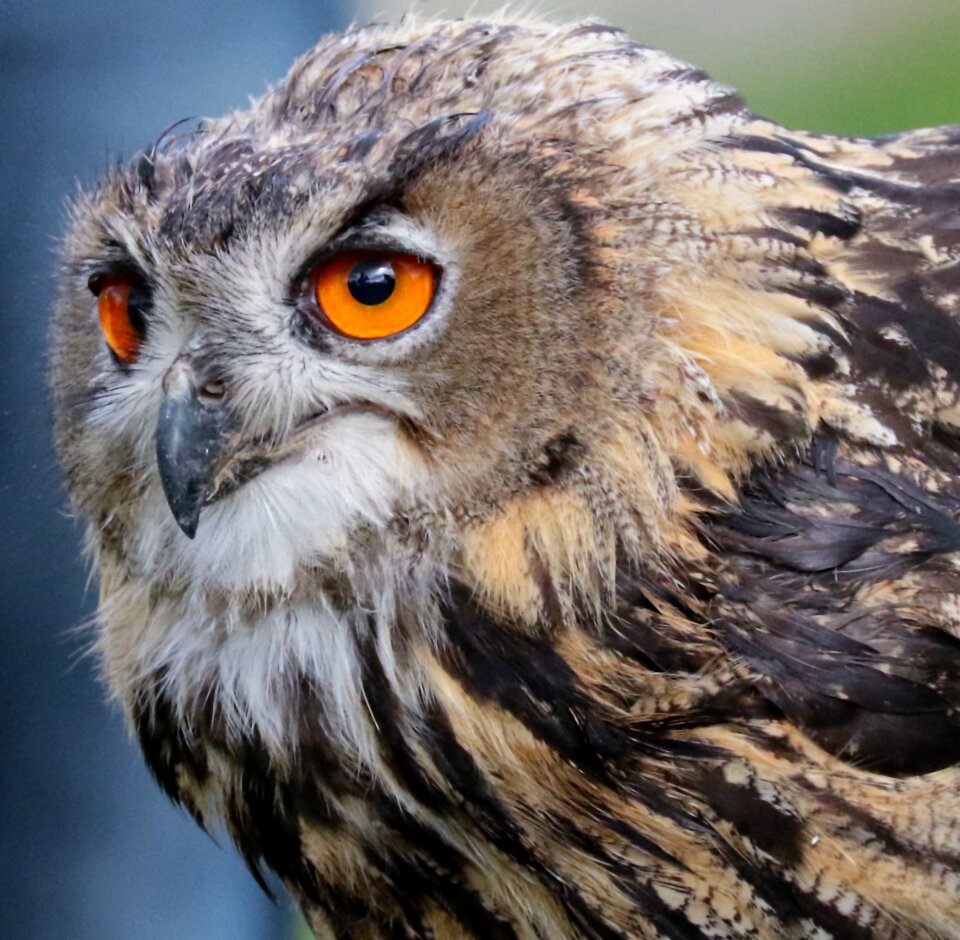 Animal wildlife nature