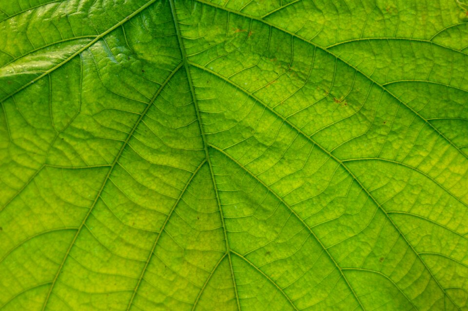 Large leaves close up plant