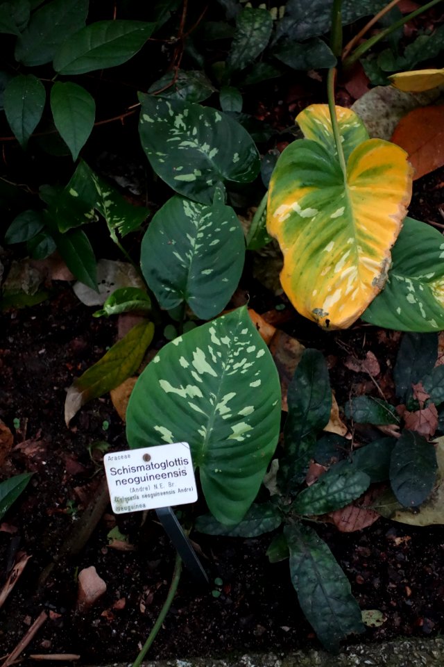Schismatoglottis calyptrata (Schismatoglottis neoguineensis) - Botanischer Garten, Dresden, Germany - DSC08630