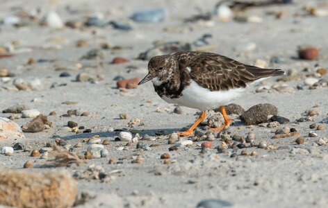 Wadden sea north sea arenaria interpres