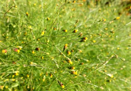 Schkuhria pinnata - Bergianska trädgården - Stockholm, Sweden - DSC00164