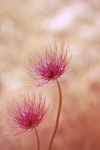 Plant spring flower blossom