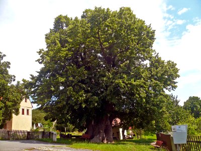 Schmorsdorfer Linde, 5