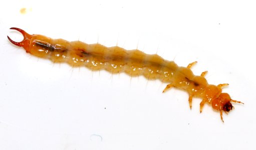 Schizotus-pectinicornis-larva-03-fws