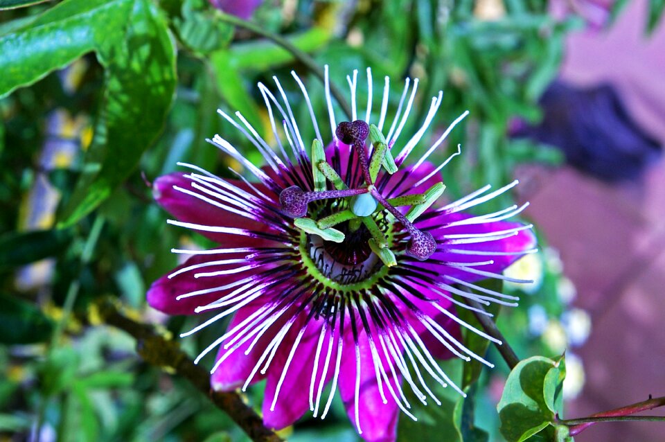 Bloom pistil exotic