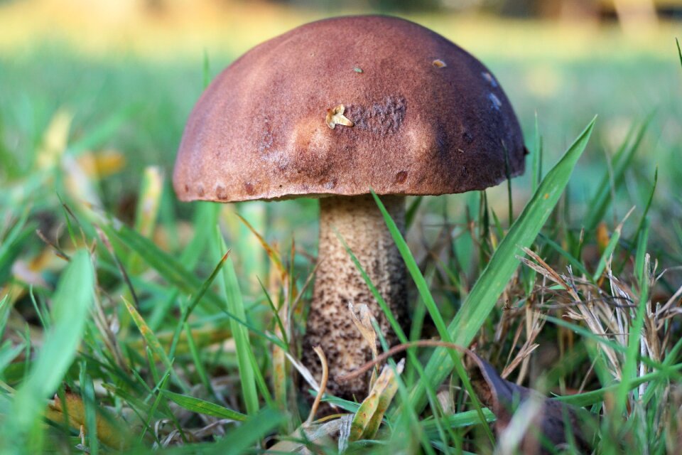 Autumn nature mushroom picking