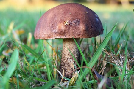 Autumn nature mushroom picking