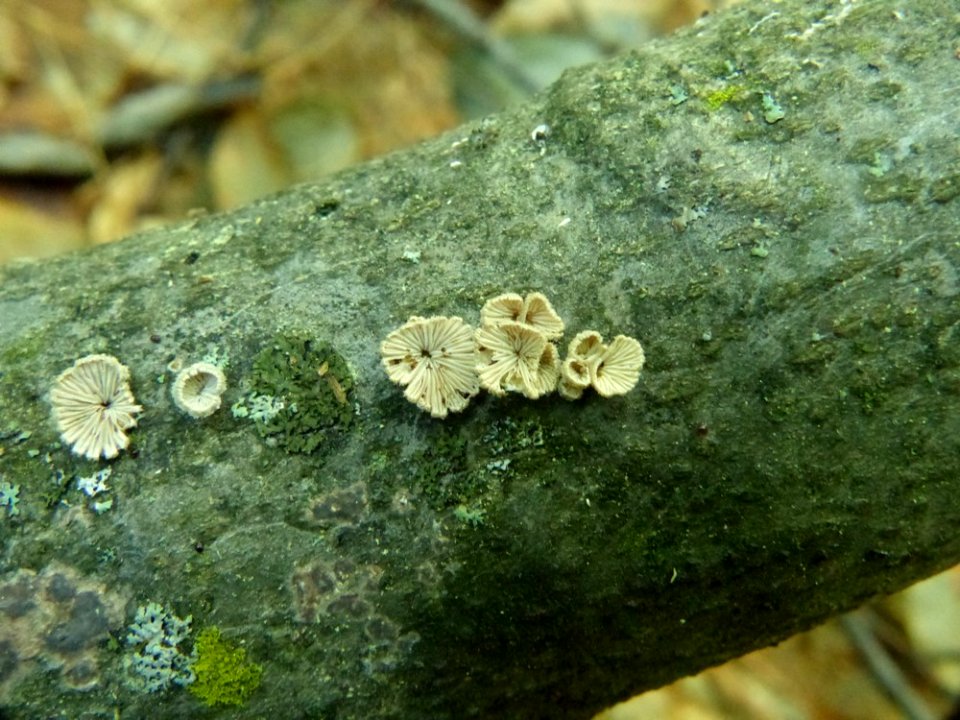 Schizophyllum commune 92602010