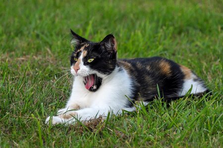 Tricolor yawn grass